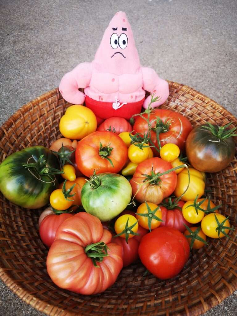 tomate-blog-nutrition-vdhcoaching